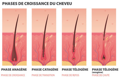 Anagène, catagène, télogène : comprendre le cycle capillaire pour mieux comprendre la repousse