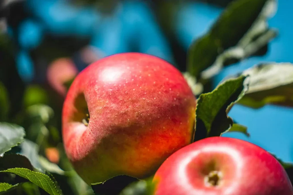 Les deux actifs exclusifs de la gamme : pomme suisse et Pin des Alpes